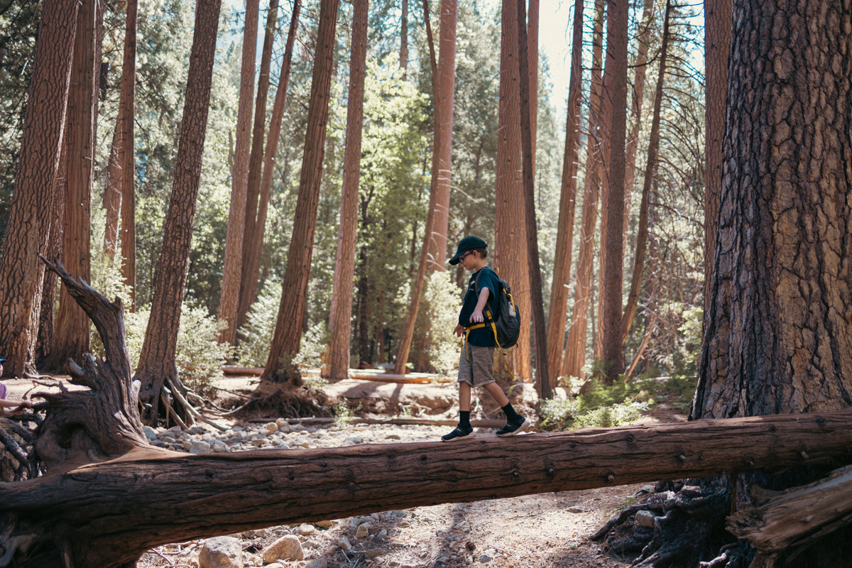Child walking across a fallen log in a Yosemite pine forest